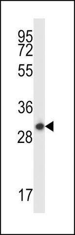 ANTI-STX17 (N-TERM) antibody produced in rabbit