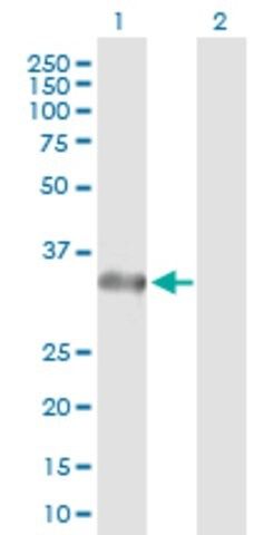 Anti-STX2 antibody produced in rabbit