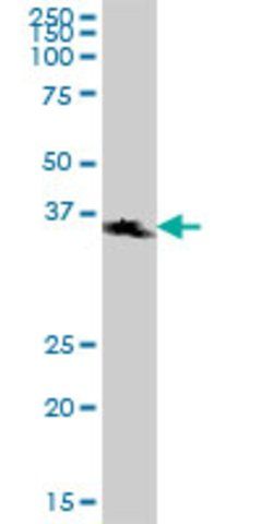 Anti-STX7 antibody produced in mouse