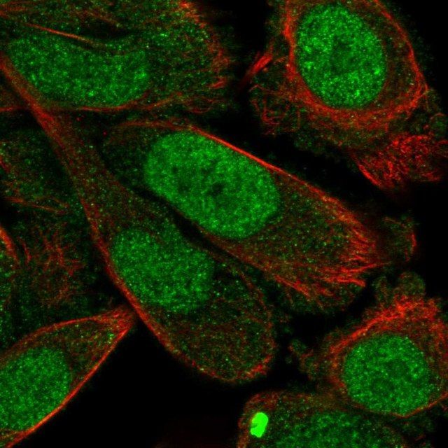 Anti-STX2 antibody produced in rabbit