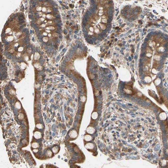 Anti-STX18 antibody produced in rabbit