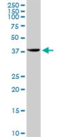 Anti-STX18 antibody produced in rabbit