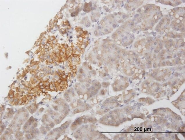 Anti-STX1A antibody produced in mouse