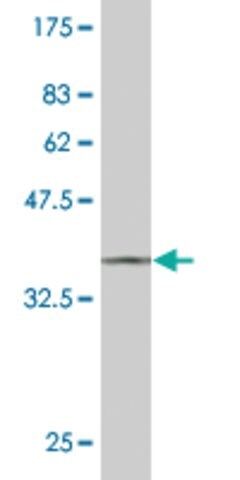 ANTI-STYK1 antibody produced in mouse