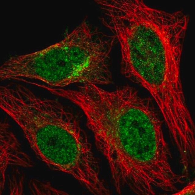 Anti-STX12 antibody produced in rabbit