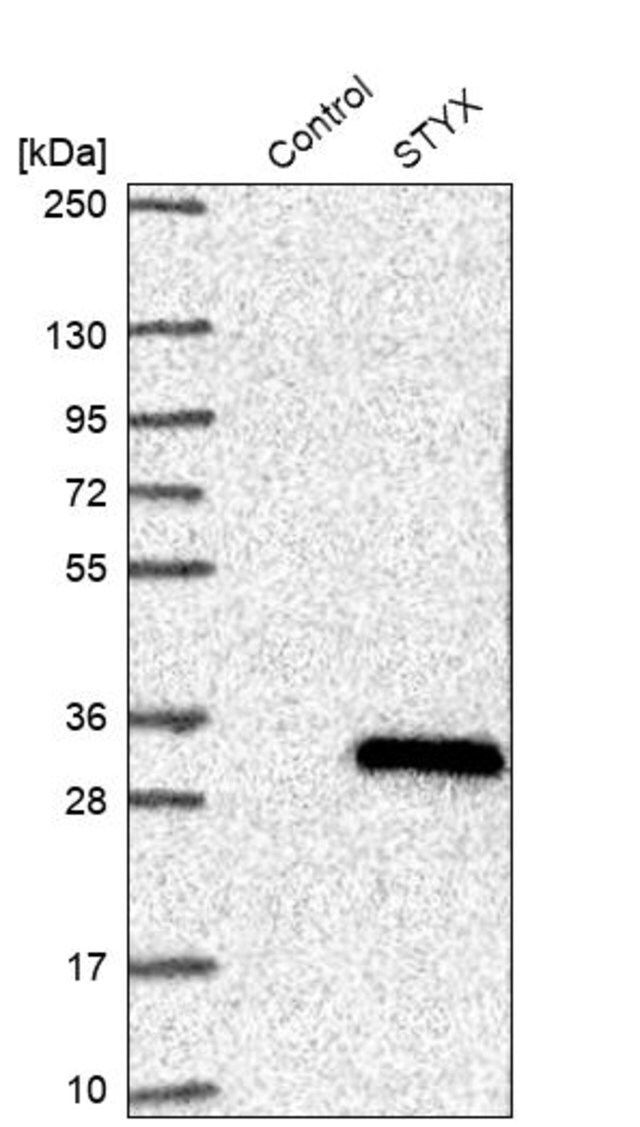 Anti-STYX antibody produced in rabbit