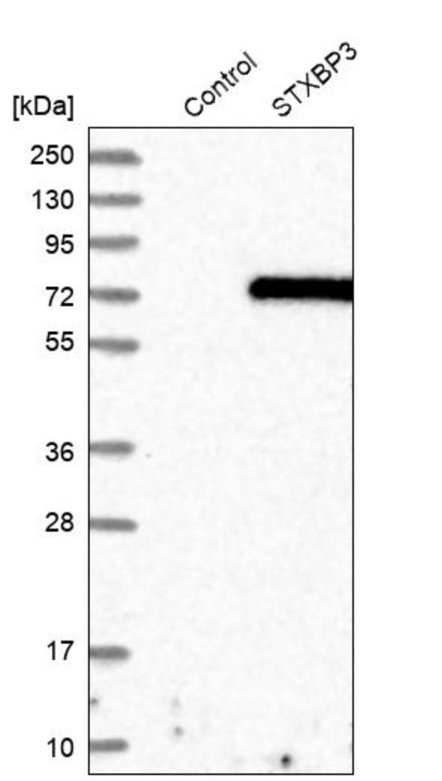 Anti-STXBP3 antibody produced in rabbit