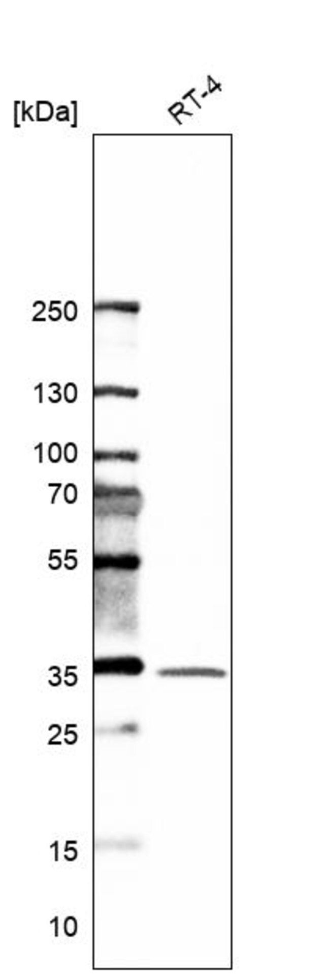 Anti-STX6 antibody produced in rabbit