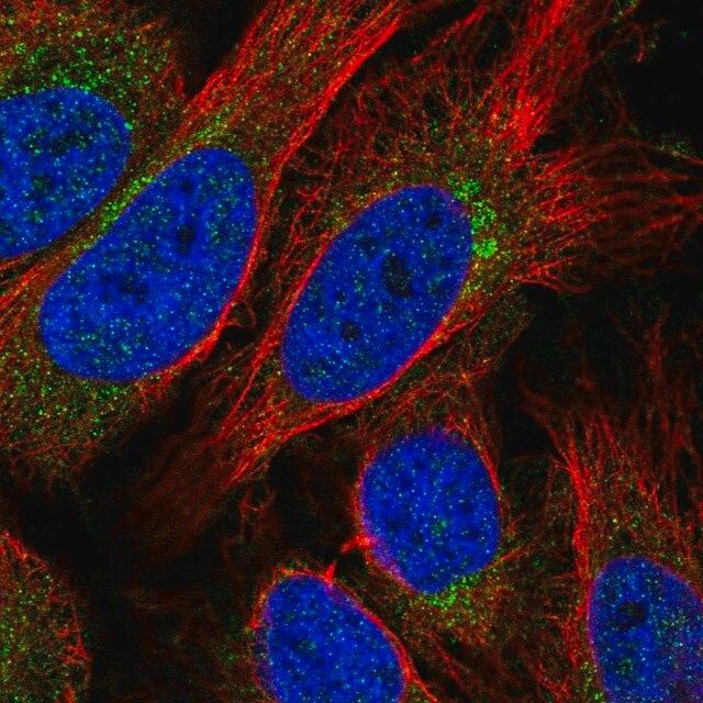 Anti-STX10 antibody produced in rabbit