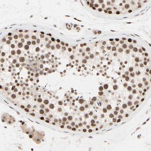 Anti-SUFU antibody produced in rabbit