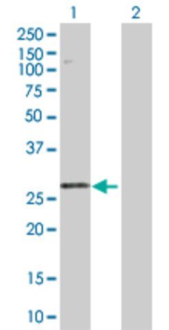 Anti-STYX antibody produced in rabbit