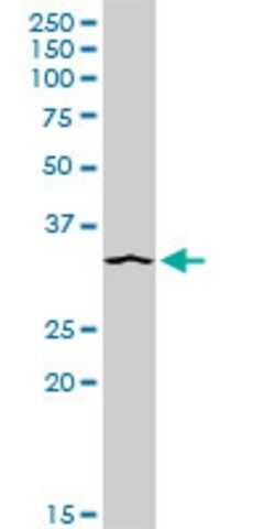 Anti-STX4 antibody produced in rabbit