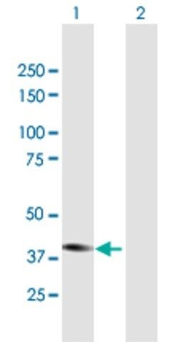 ANTI-STYK1 antibody produced in mouse