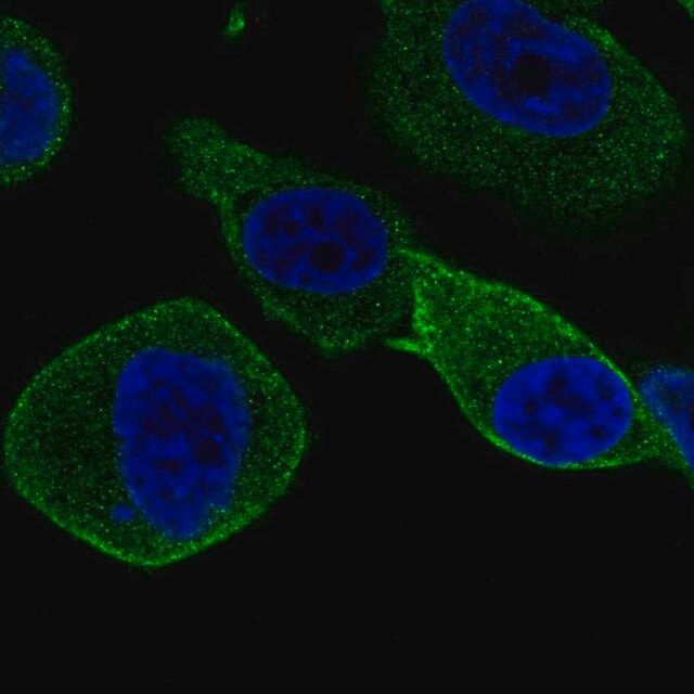 Anti-STXBP2 antibody produced in rabbit