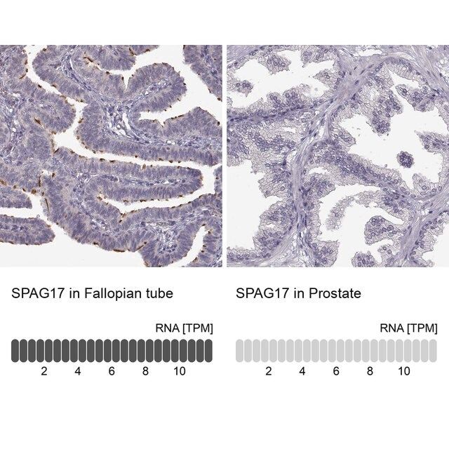 Anti-SPAG17 antibody produced in rabbit