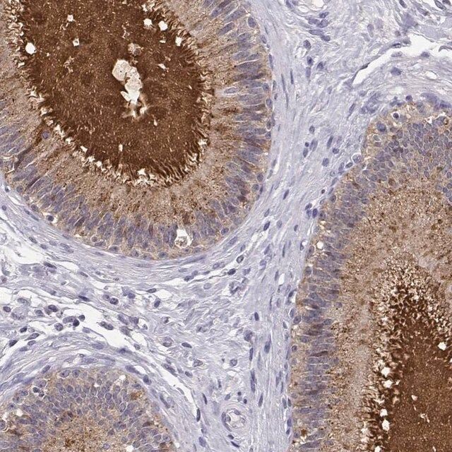 Anti-SPAG11B antibody produced in rabbit