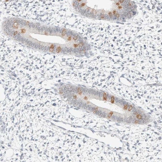 Anti-SPAG1 antibody produced in rabbit