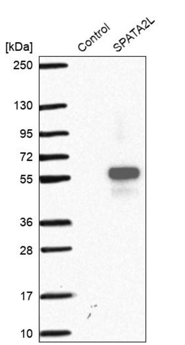 Anti-SPATA2L antibody produced in rabbit