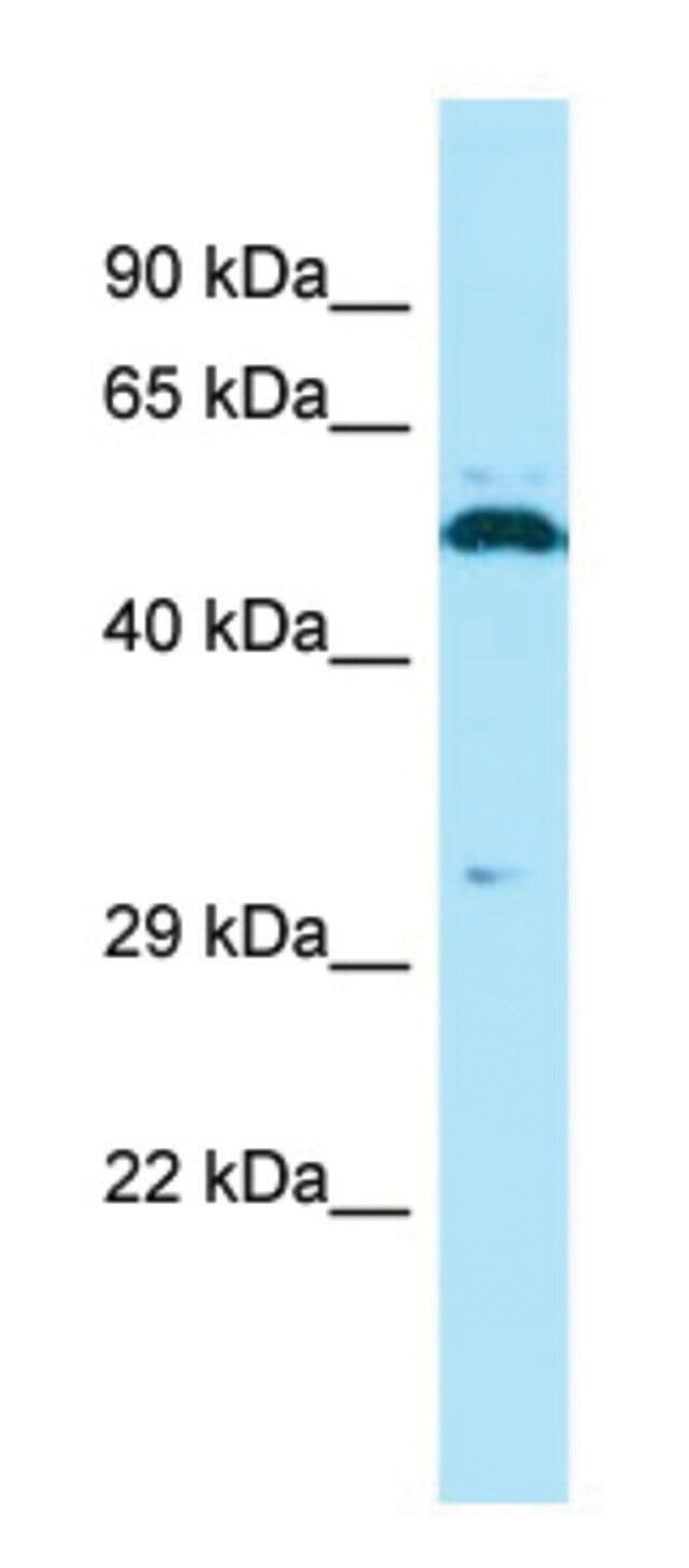 Anti-SPAM1 (C-terminal) antibody produced in rabbit