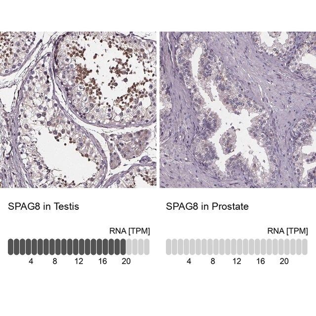 Anti-SPAG8 antibody produced in rabbit