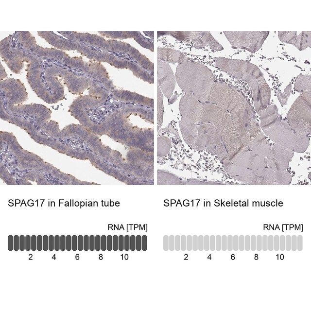 Anti-SPAG17 antibody produced in rabbit