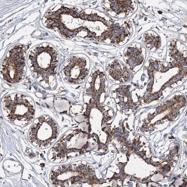 Anti-SPAG16 antibody produced in rabbit