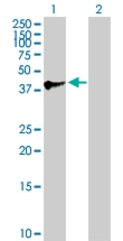 Anti-SPAG4L antibody produced in mouse