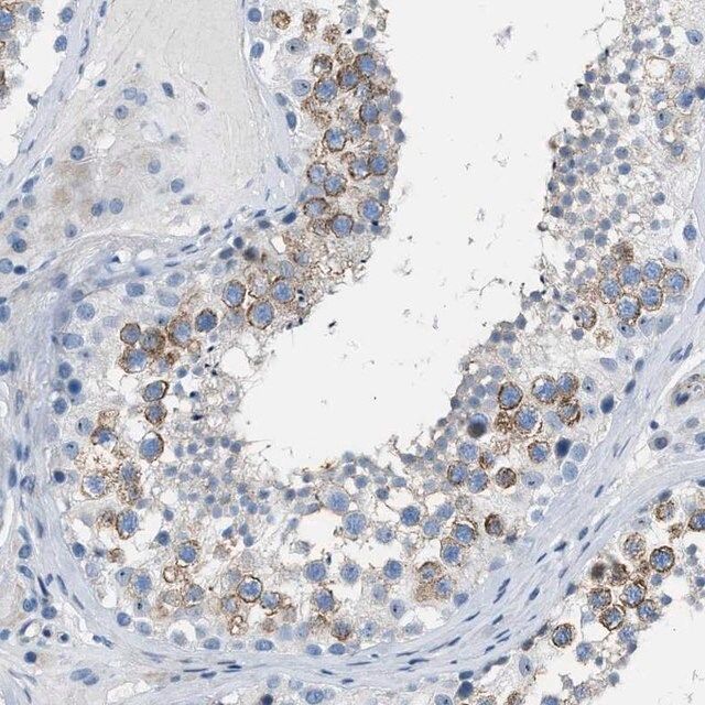 Anti-SPATC1L antibody produced in rabbit