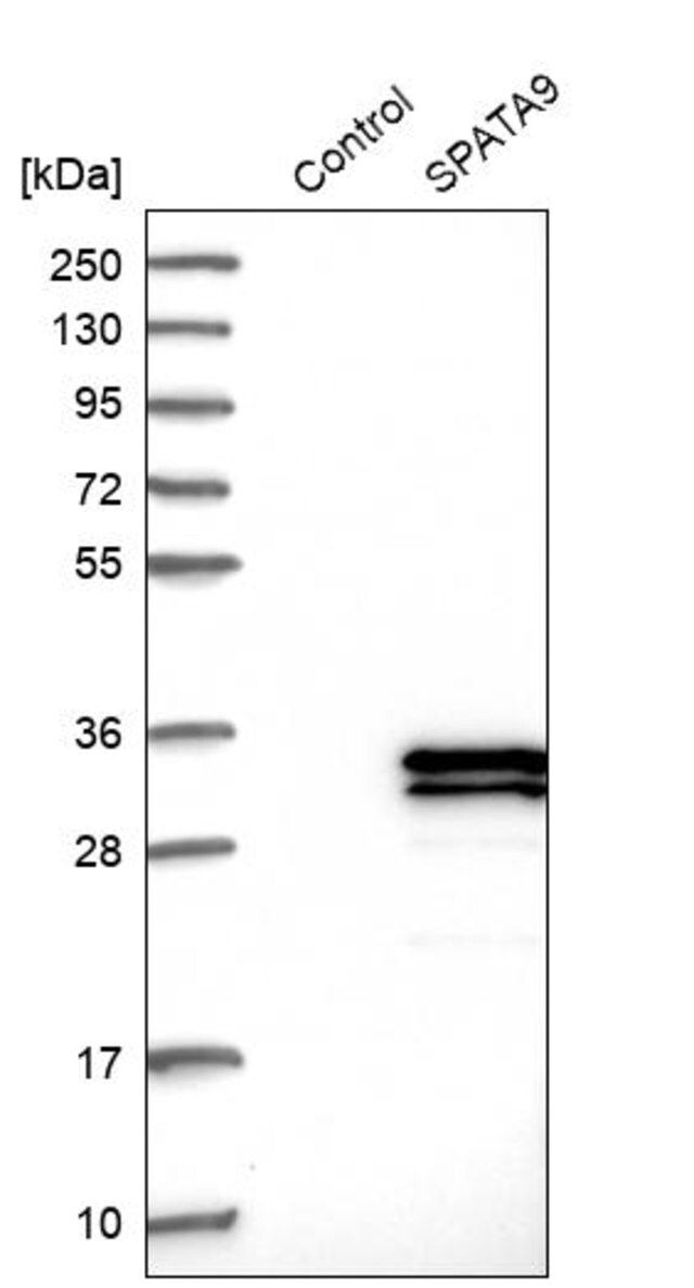 Anti-SPATA9 antibody produced in rabbit