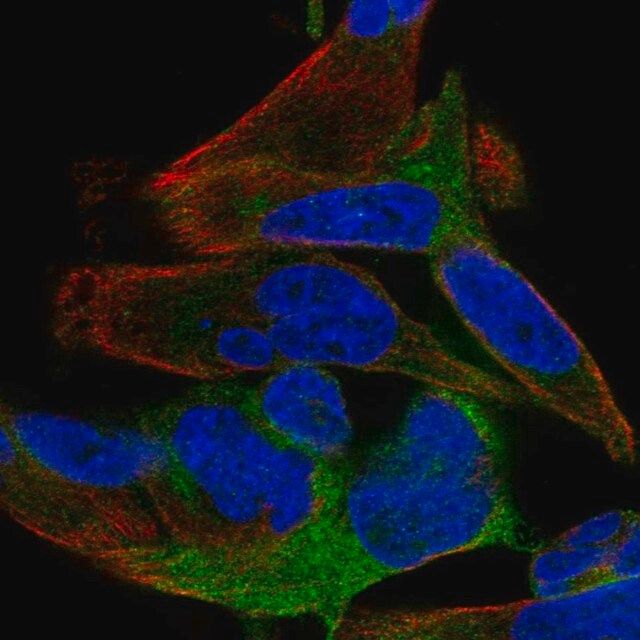 Anti-SPATS2 antibody produced in rabbit