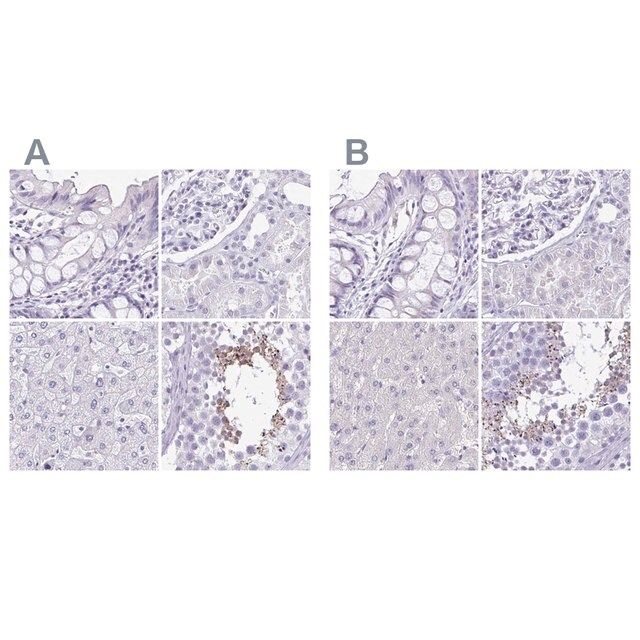 Anti-SPERT antibody produced in rabbit