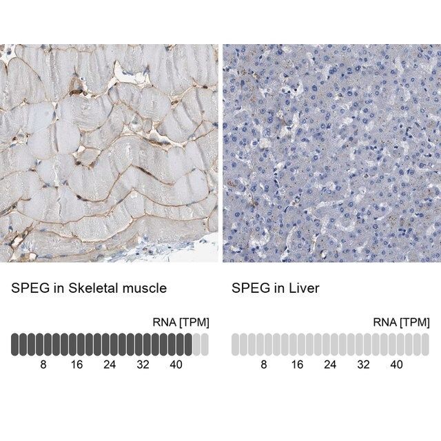 Anti-SPEG antibody produced in rabbit