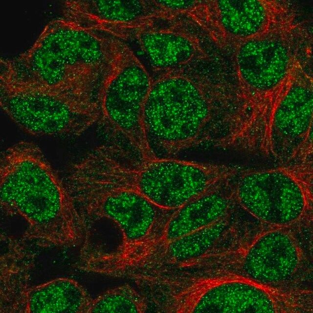 Anti-SPDYA antibody produced in rabbit