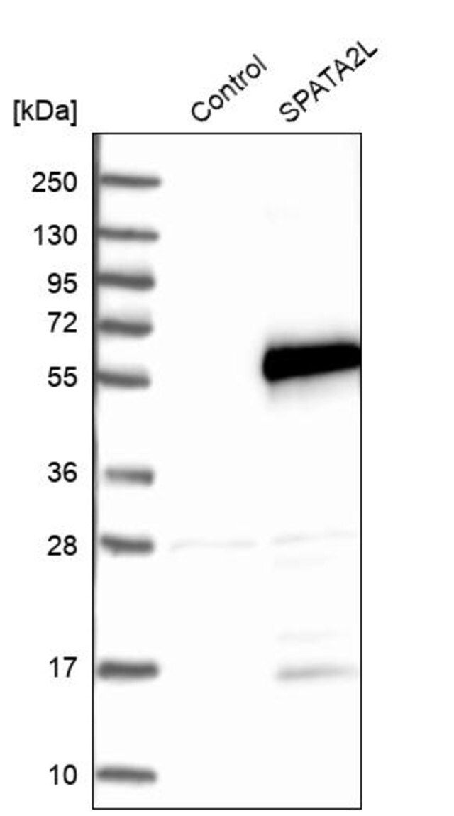 Anti-SPATA2L antibody produced in rabbit