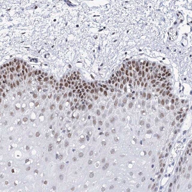 Anti-SPATS2 antibody produced in rabbit