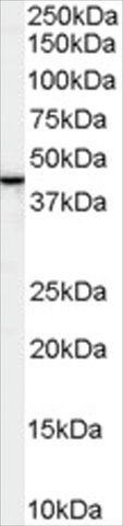 Anti-SPFH2/ERLIN2 antibody produced in goat