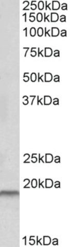 Anti-SPINT2 antibody produced in goat