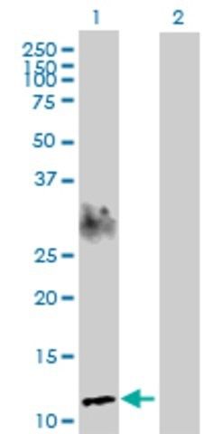 Anti-SPEG antibody produced in rabbit