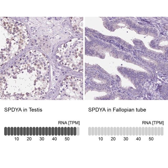 Anti-SPDYA antibody produced in rabbit