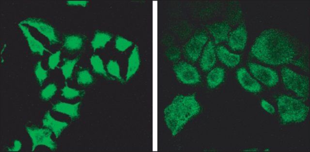 Anti-SPG20 antibody produced in goat