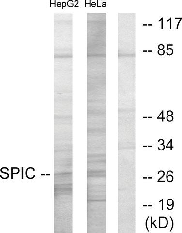 Anti-SPIC antibody produced in rabbit