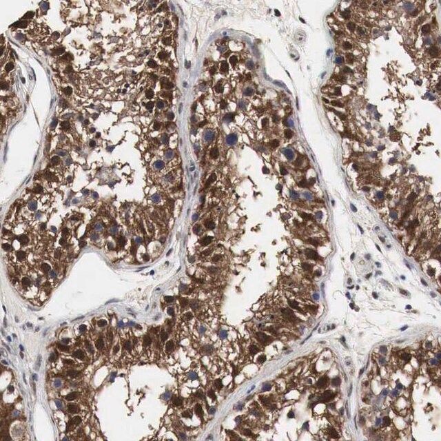 Anti-SPIN2B antibody produced in rabbit