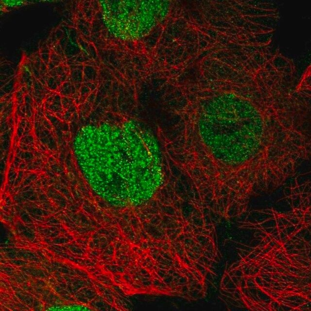 Anti-SPEN antibody produced in rabbit