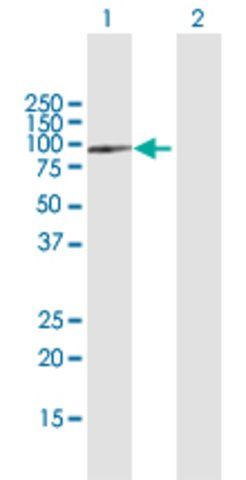 Anti-SPG7 antibody produced in mouse