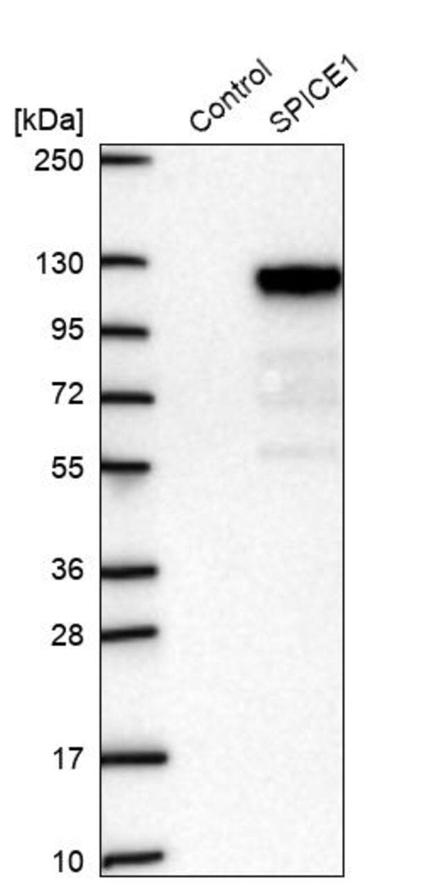 Anti-SPICE1 antibody produced in rabbit