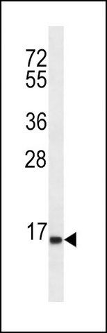 ANTI-SPINK8 (C-TERM) antibody produced in rabbit