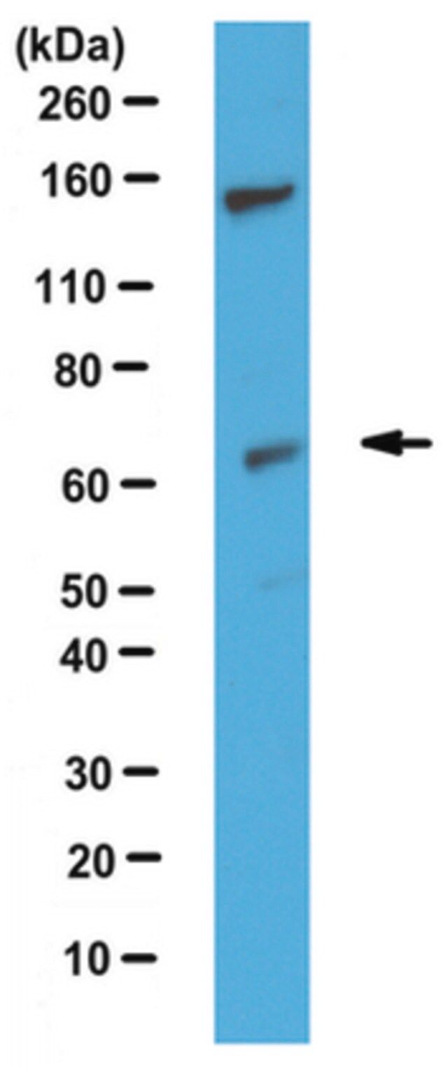 Anti-Sphk2, C-term Antibody