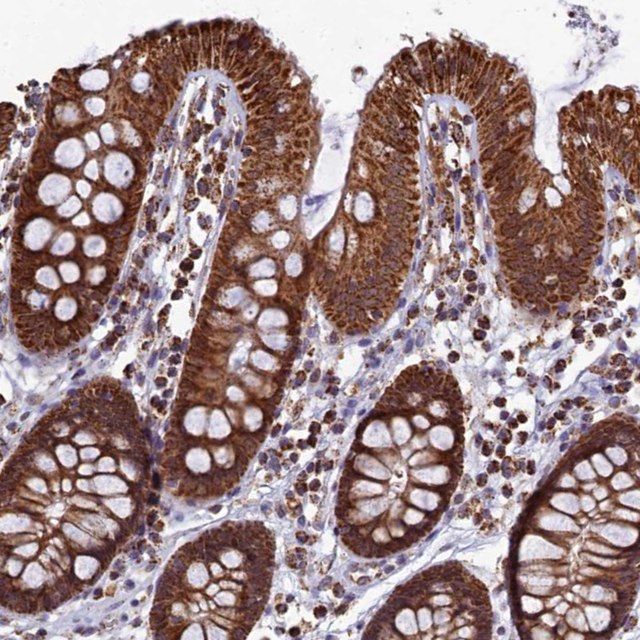 Anti-SPR antibody produced in rabbit