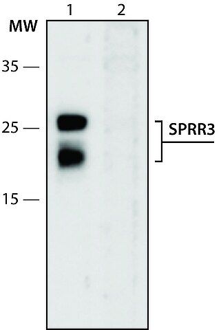 Anti-SPRR3 (1-15) antibody produced in rabbit