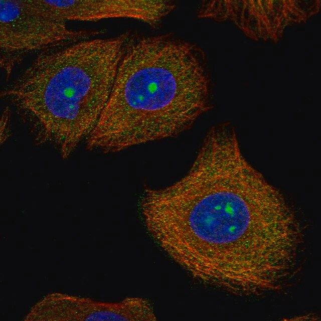 Anti-SPOUT1 antibody produced in rabbit